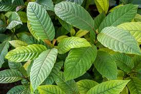 Kratom Plant